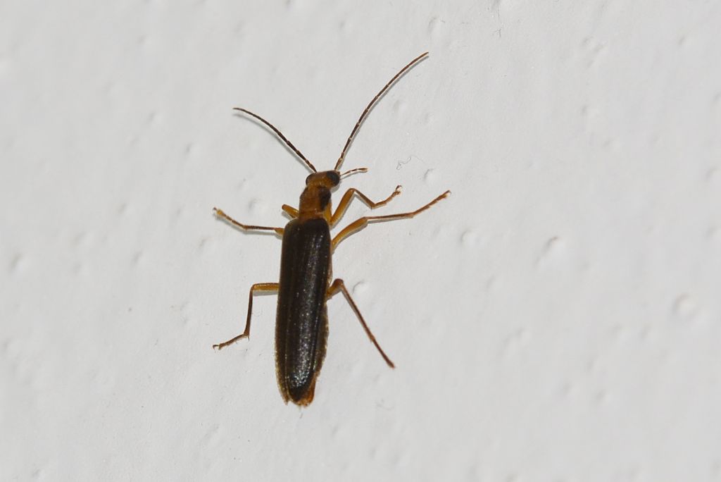 Nacerdes carniolica carniolica, Oedemeridae
